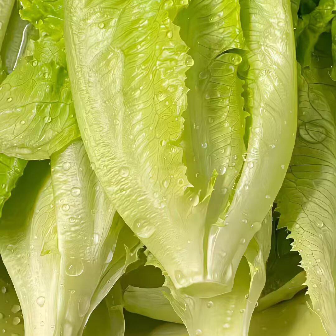 我爱吃生菜