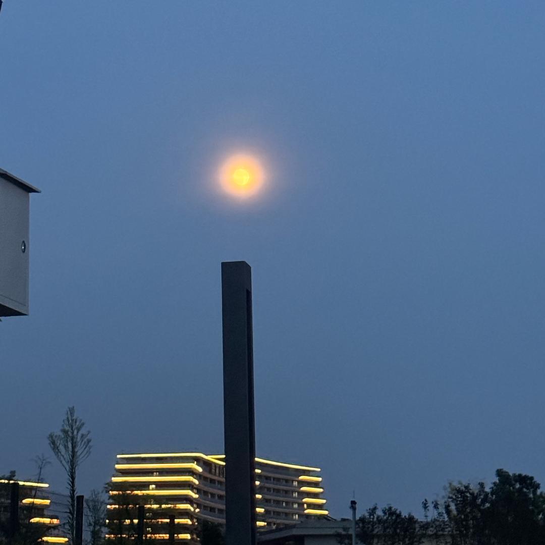 梧桐树lll