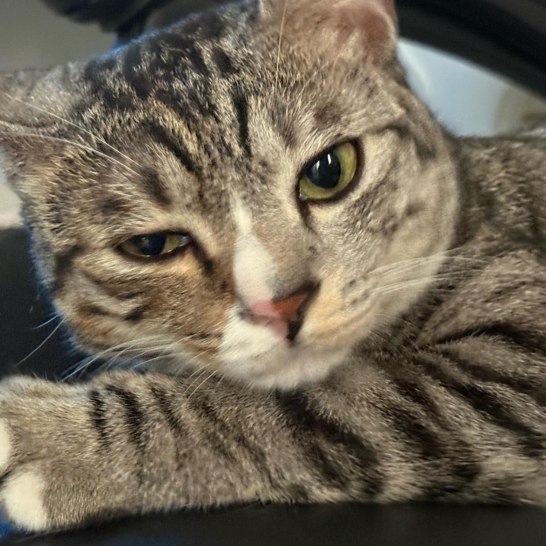🐱懒猫