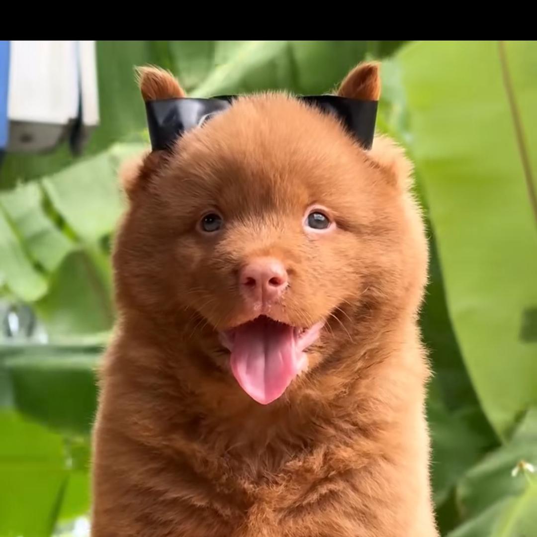 广西田园犬（小③黄）