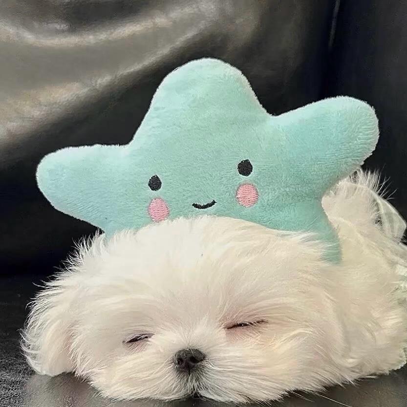 西洲🍉