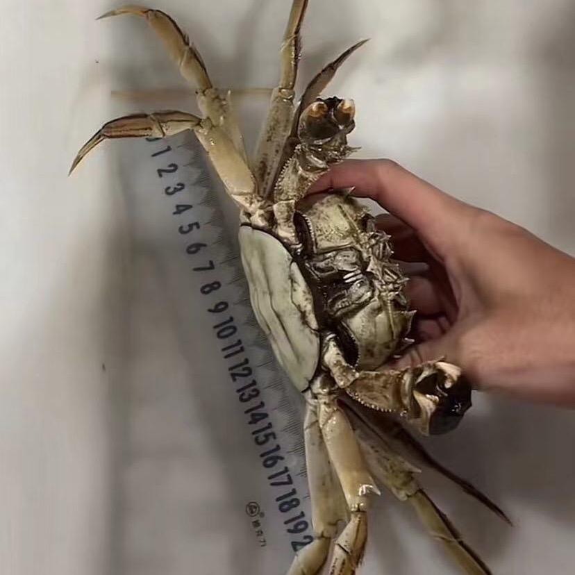 （蟹富贵）江苏兴化挑膏精品大闸蟹