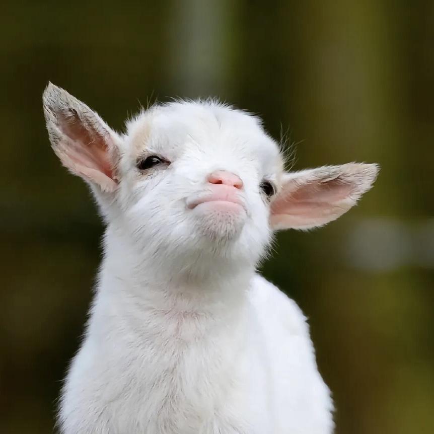 草地牛羊肉专门三店