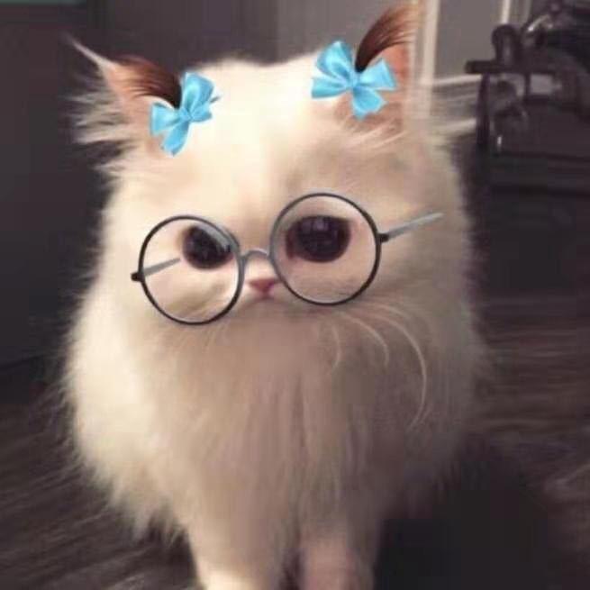西柚🔮