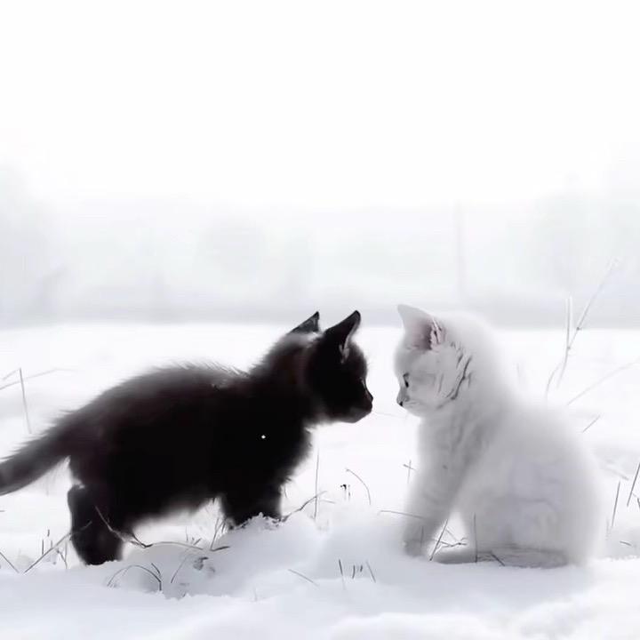 壹壹