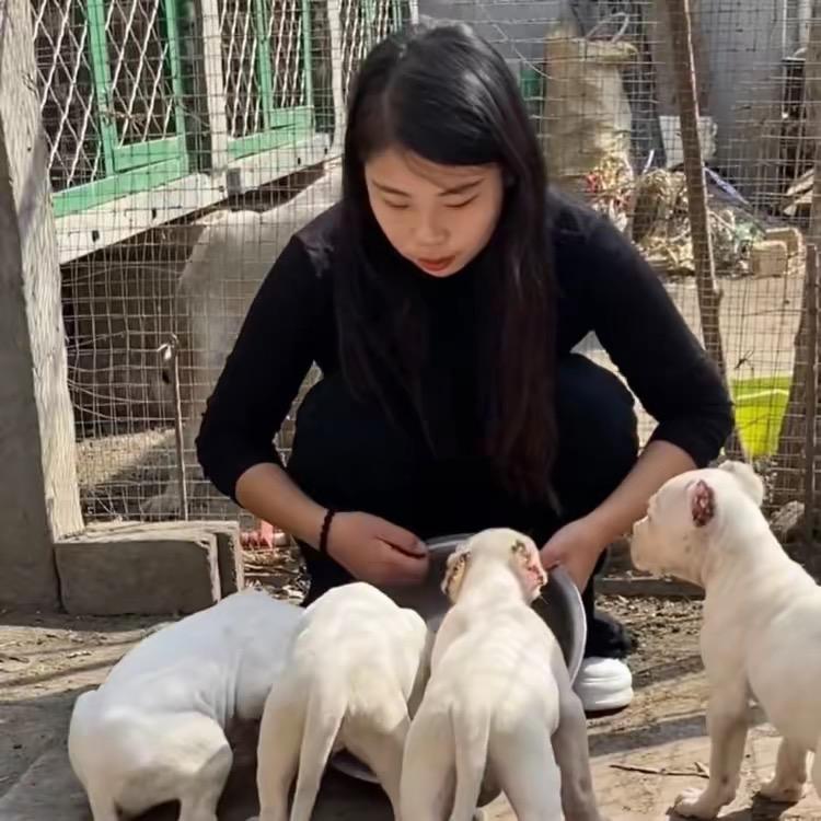 亿晟猛犬护农