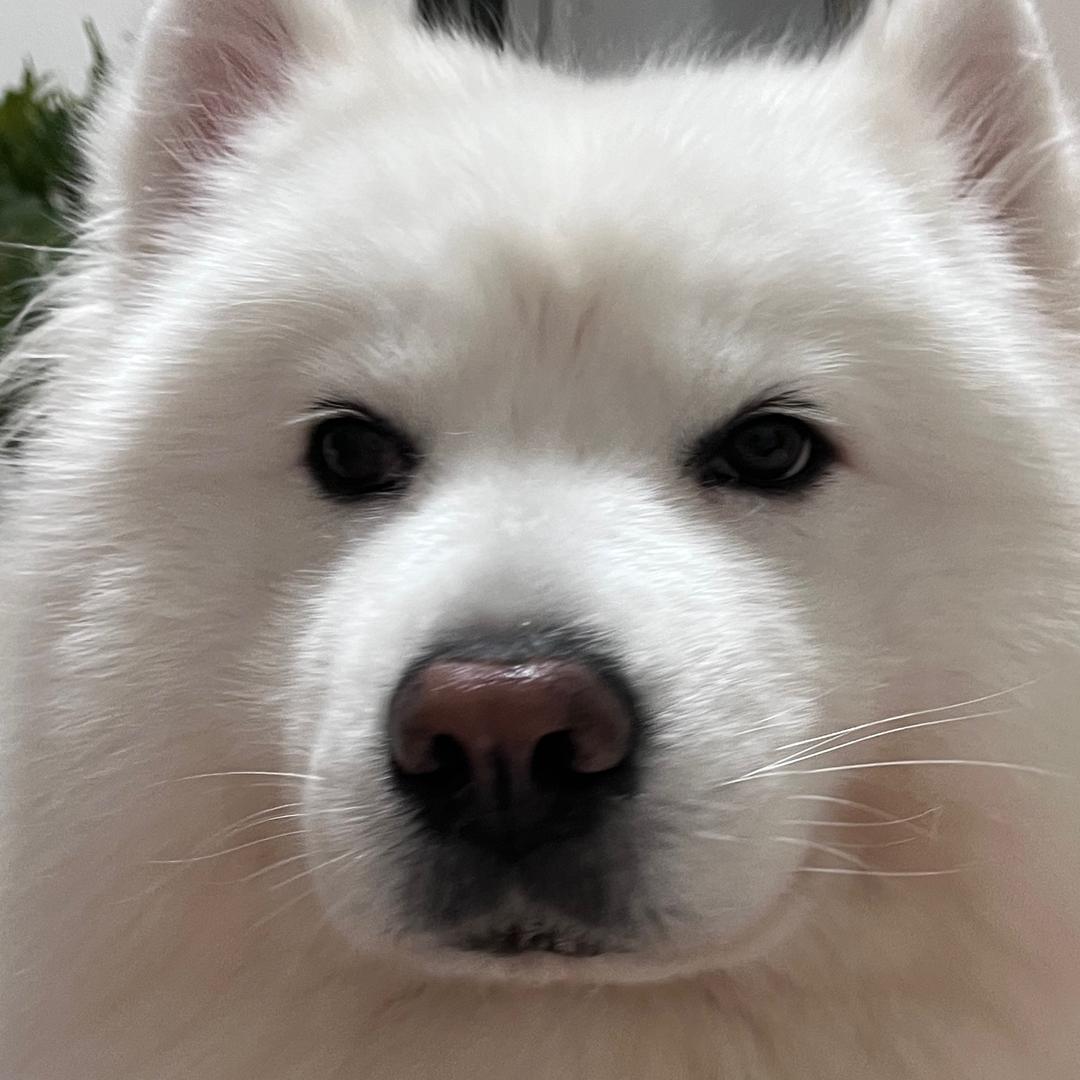 有效改善腿毛分叉