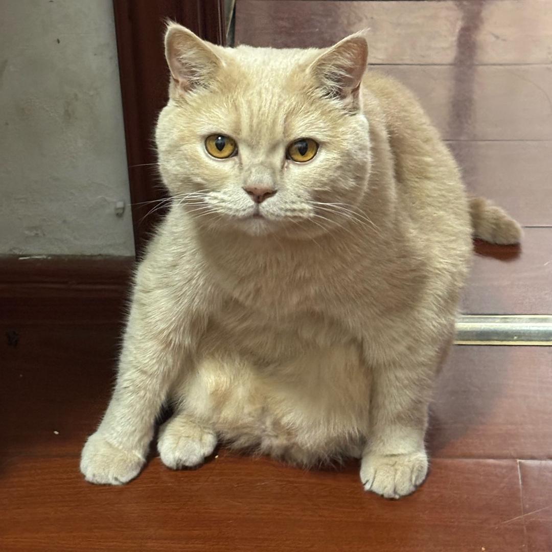 阿阿阿董（认真减肥版）