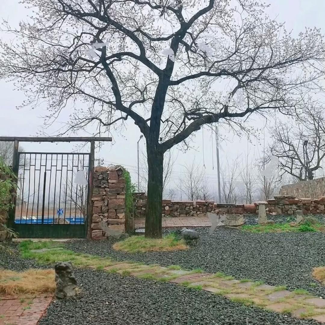 柏  小院