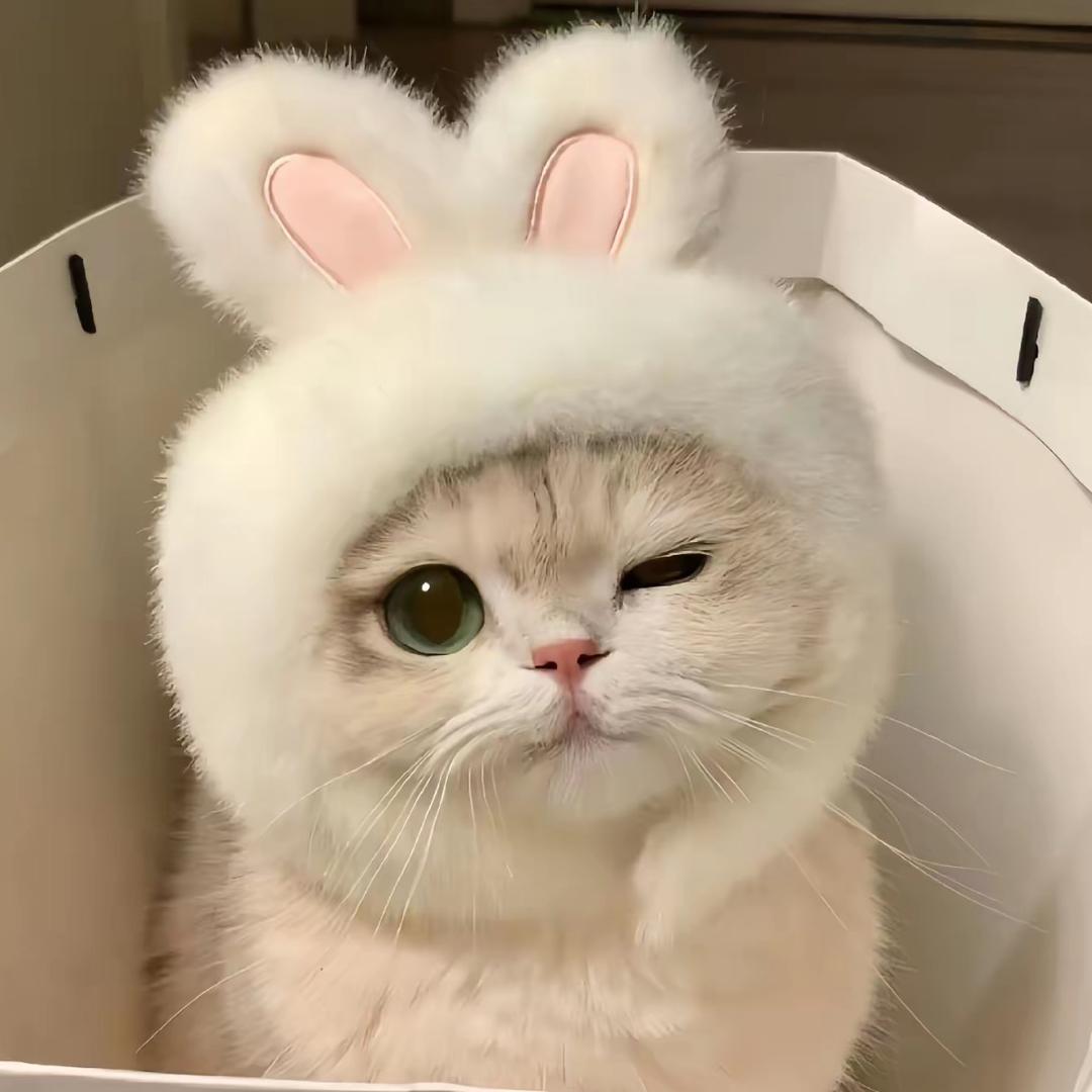 羊羊🐑