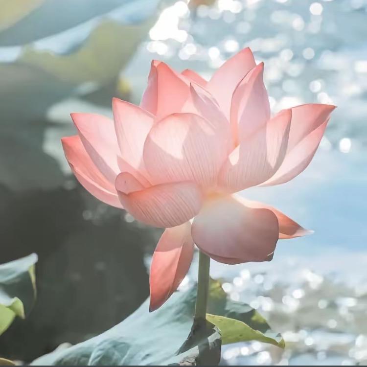 李慧芳单身（私信回）