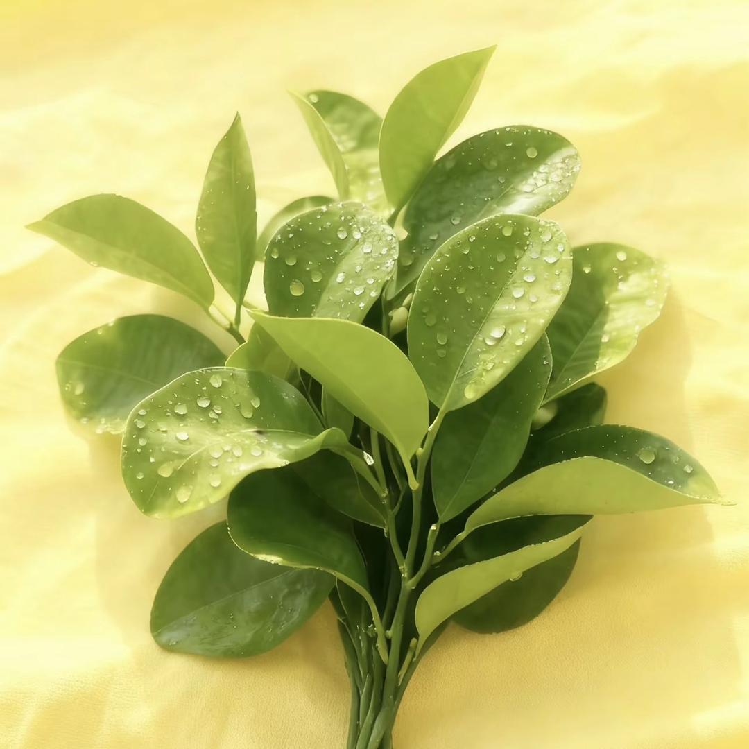 姝尔女王卫生巾护理店