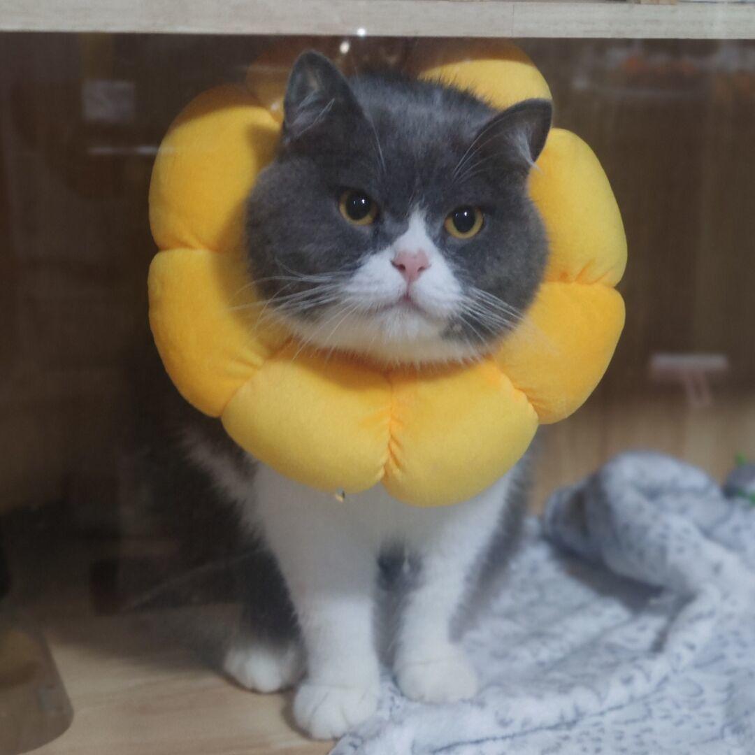 喵喵辣椒🐱