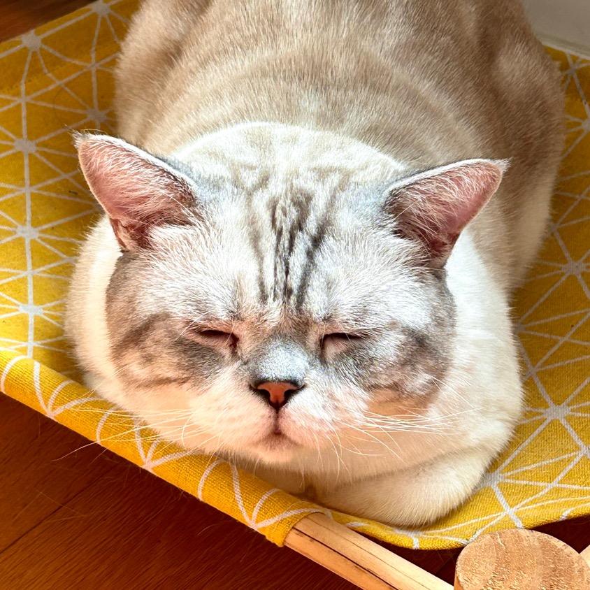 猫爪子小正直-爱画画