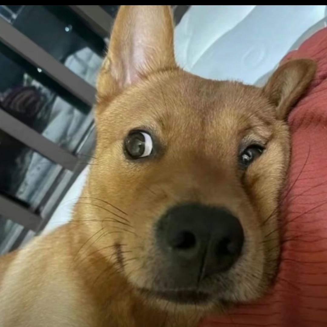 离了了了大谱