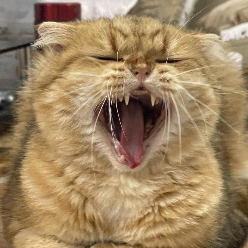 财宝不是折耳🐱