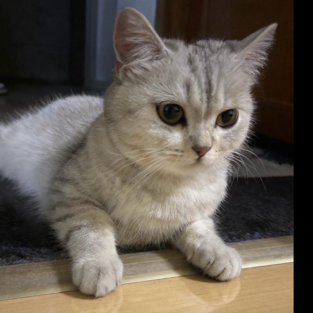 黏人小年糕🐱