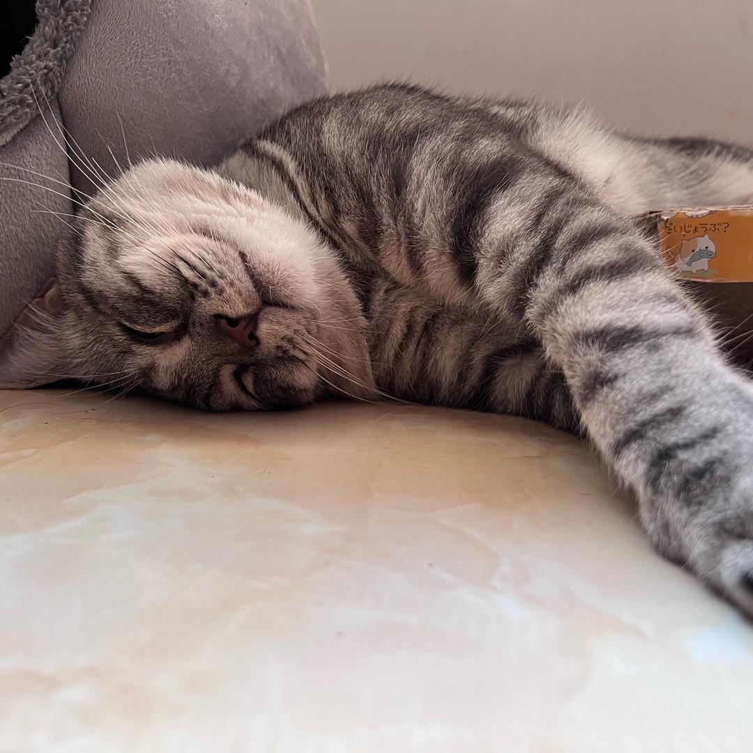 银狐