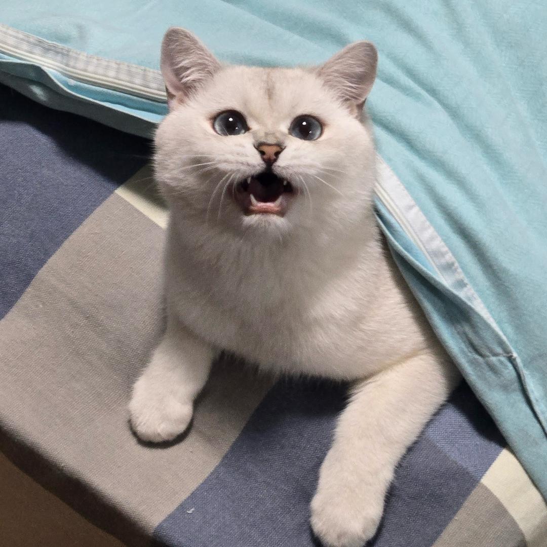 汤包（努力涨粉中）