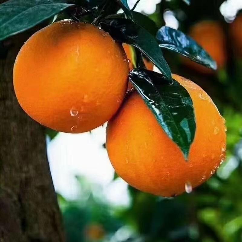 奉节金果鲜橙🍊