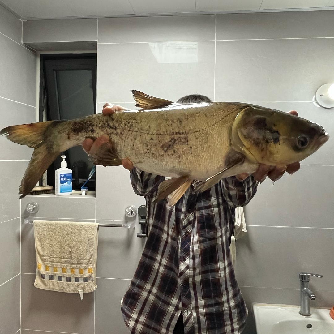 小🐟儿