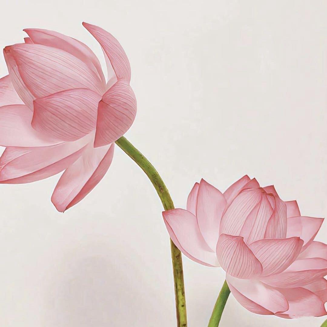 熊啾啾🐻‍❄️