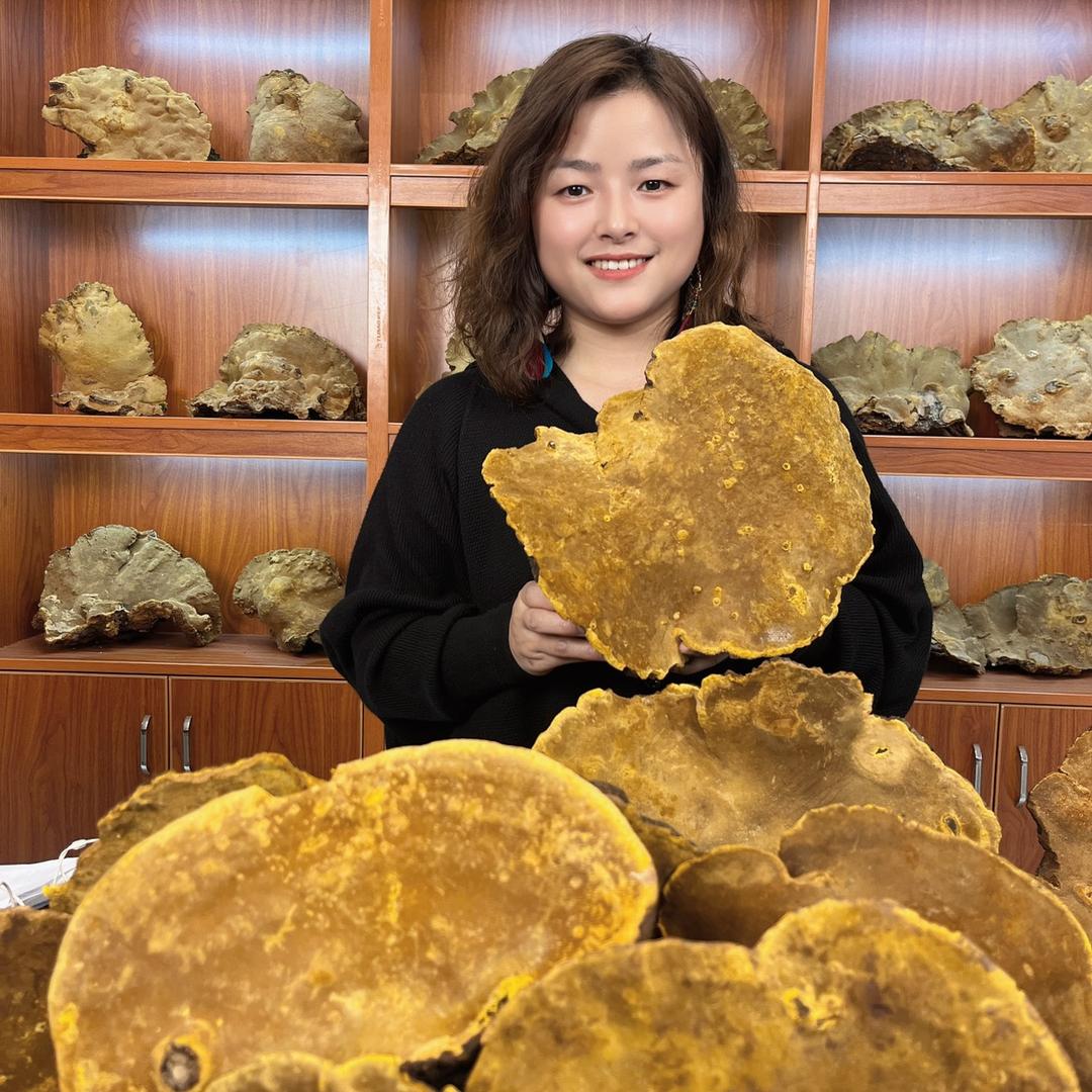 小波桑黄山珍