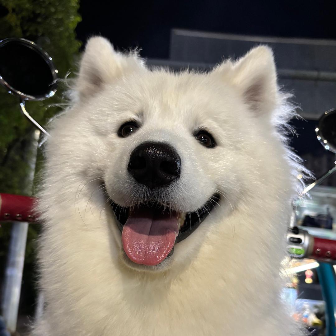 傲娇面团