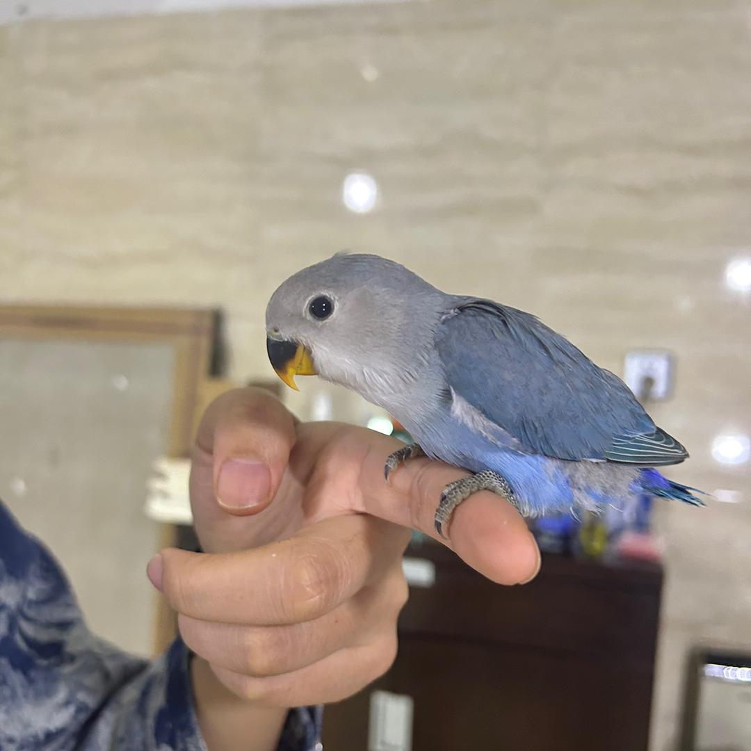 鸡小乖🐤