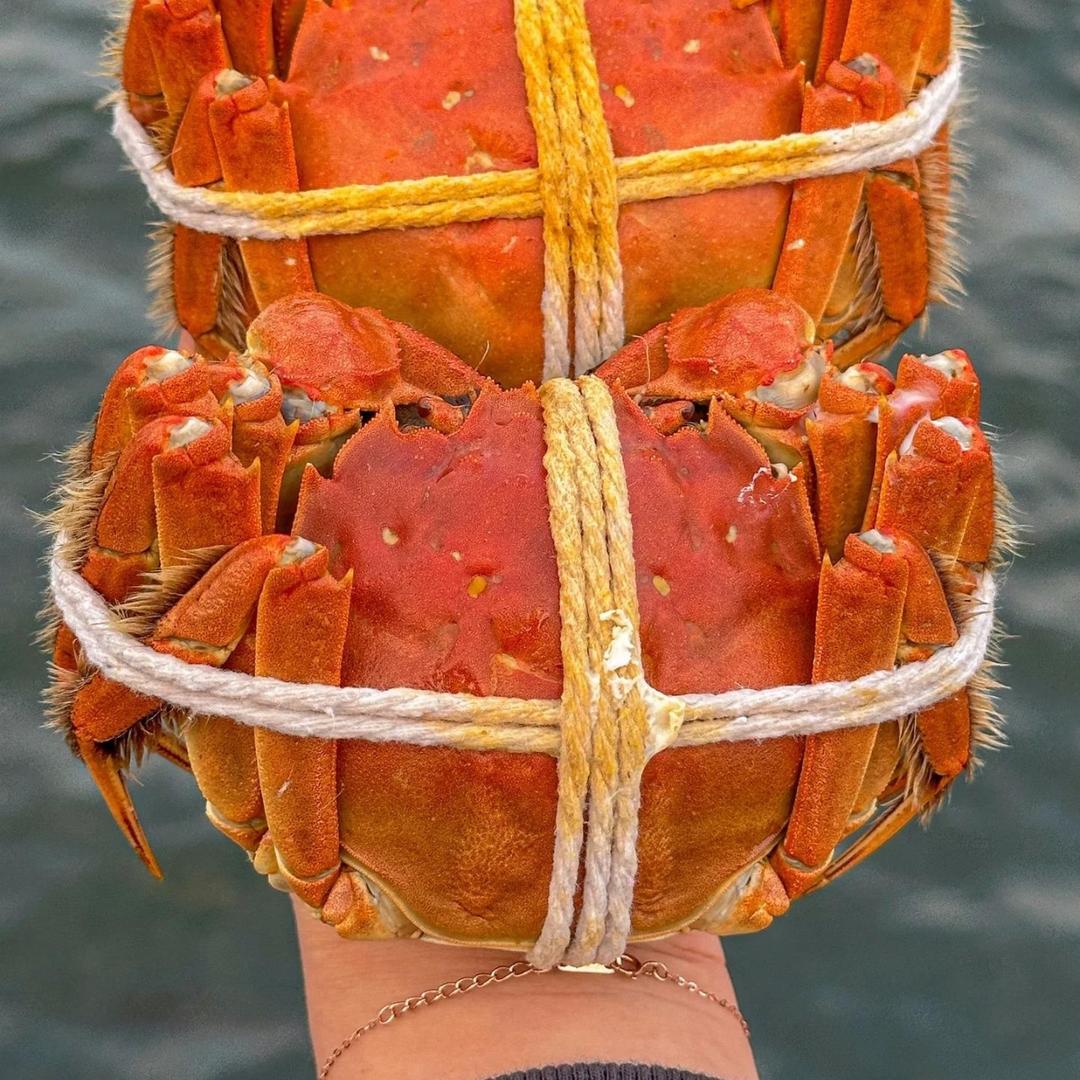 苏州大闸蟹_澄橙