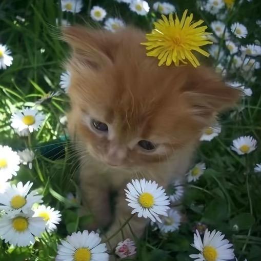 🍀(๑• . •๑)