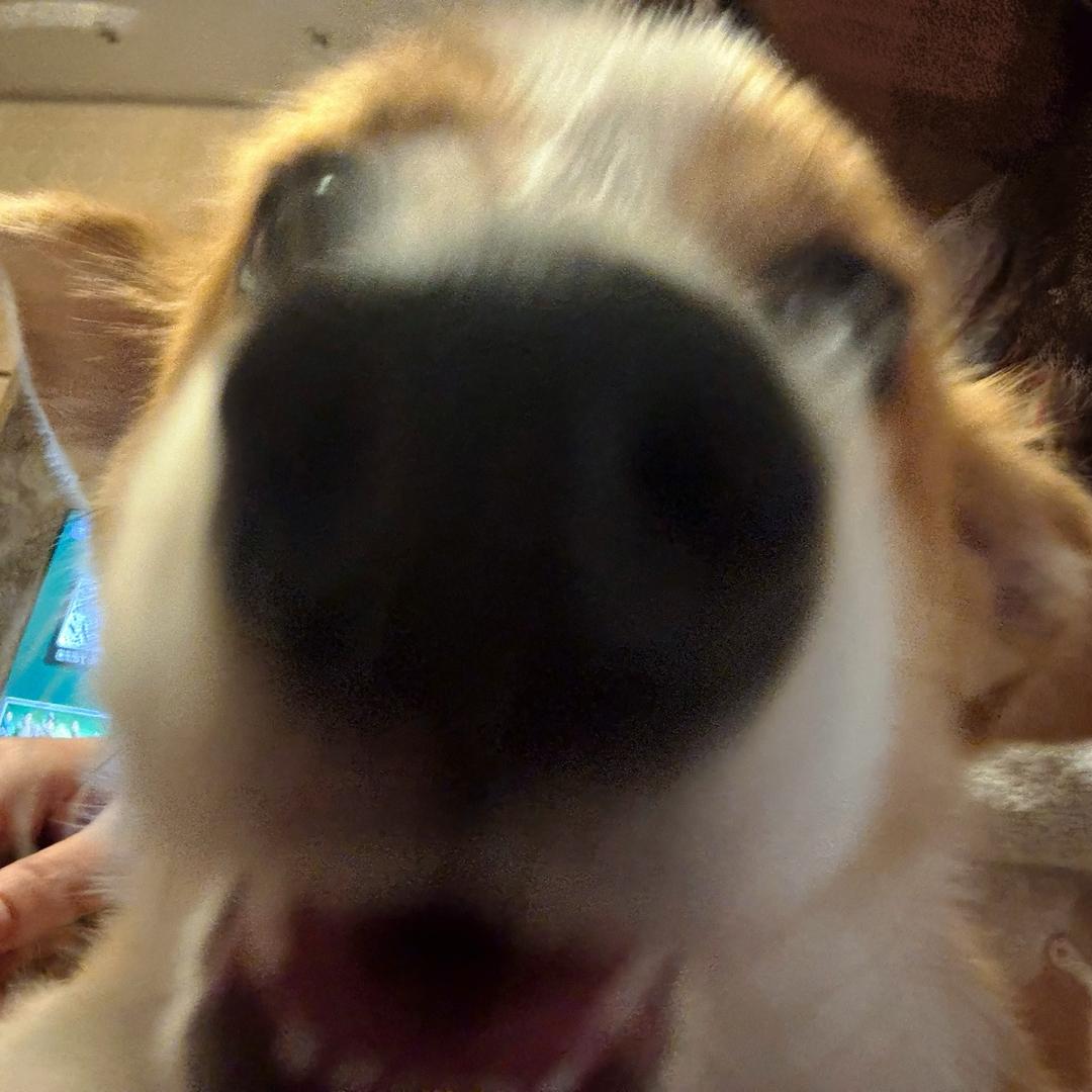 李鱼丸的抖音