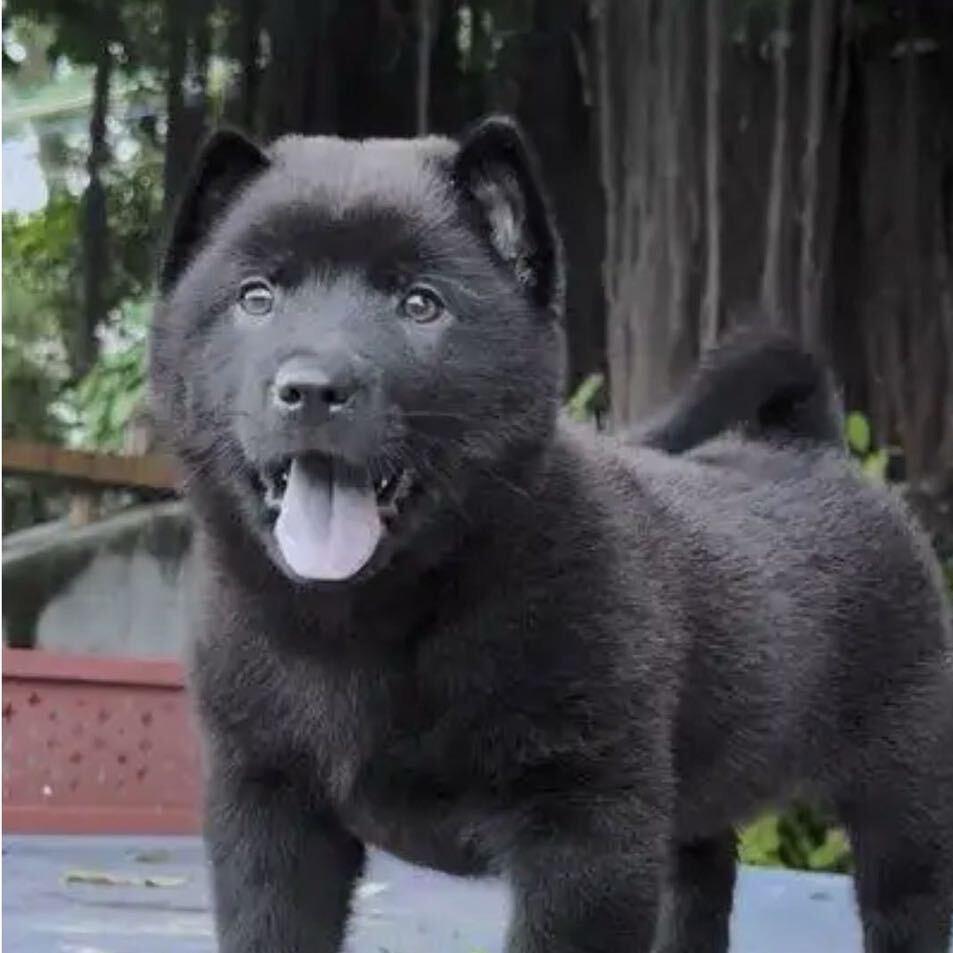 小嘉淘好犬