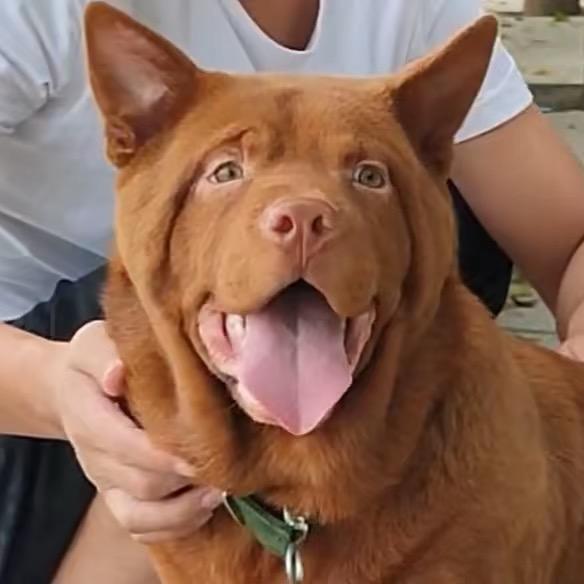 湛江廉江业余猛犬