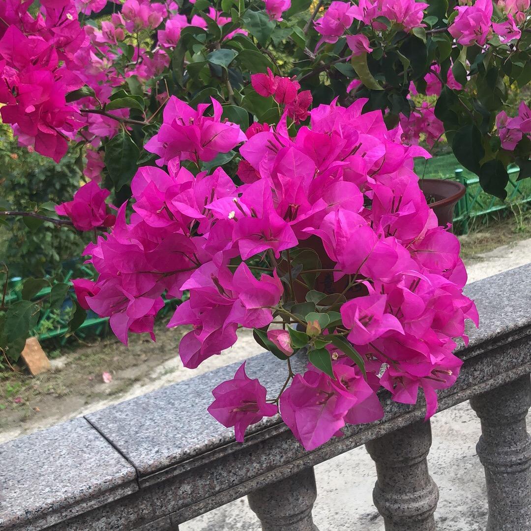 Double  luck. 陈秀秀