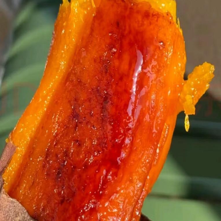 大学生回村创业