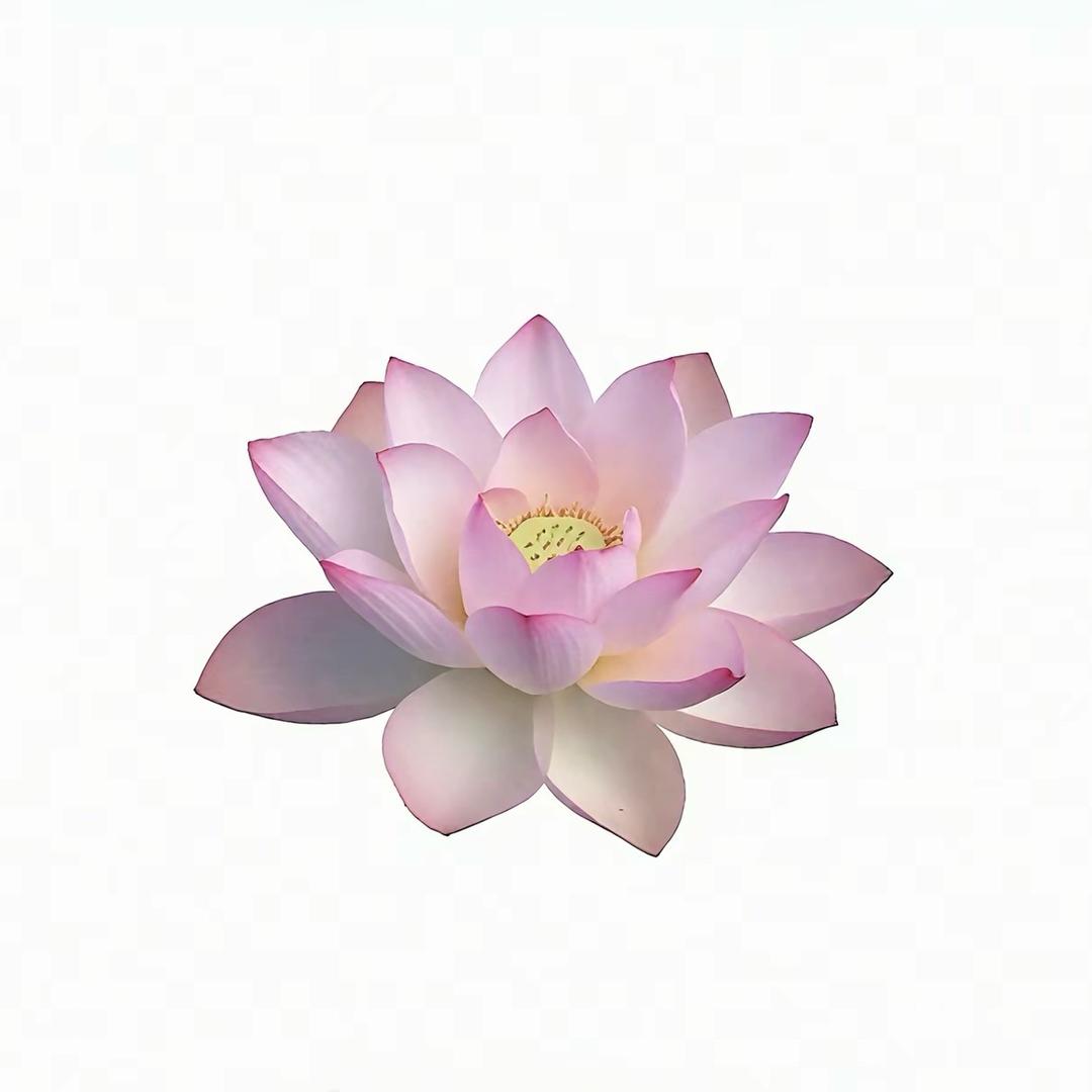 阿紫紫紫、
