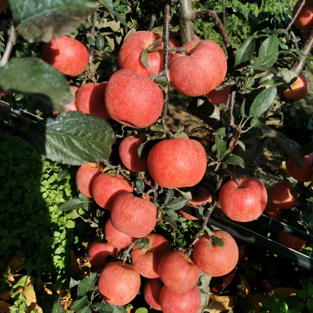 苹果树苗繁育中心