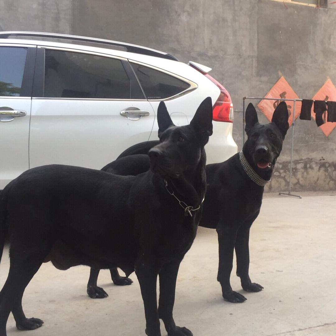 黄金满地》新乡