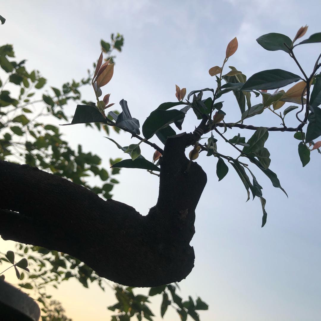 雨泽金弹子