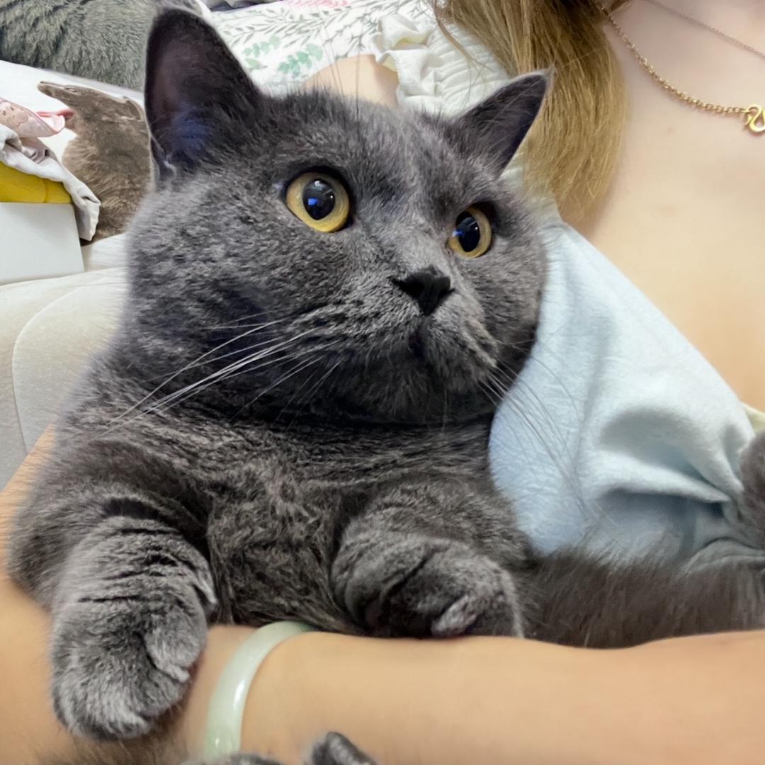 🌈MoMo🐈有7只猫