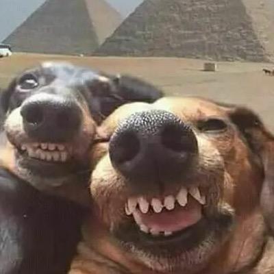 就特么你叫夏洛