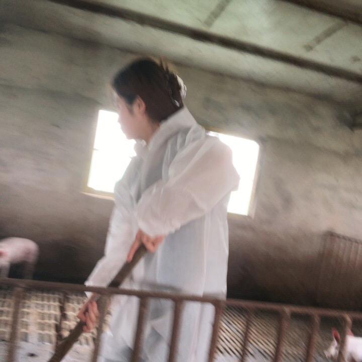 梧桐树
