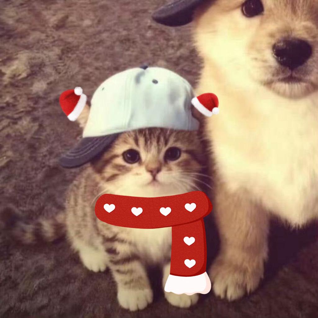 喂鸡总在下雨天