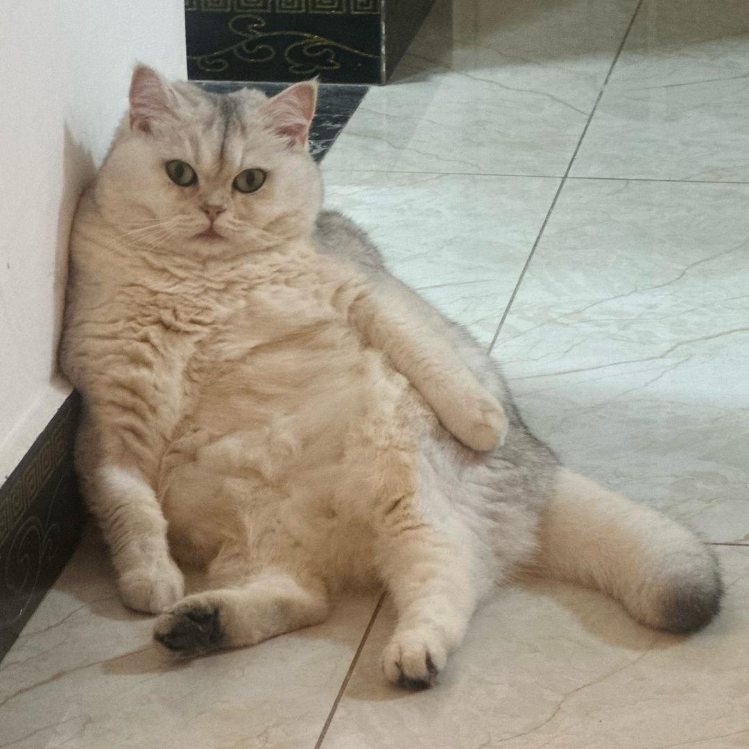三舅家的猫