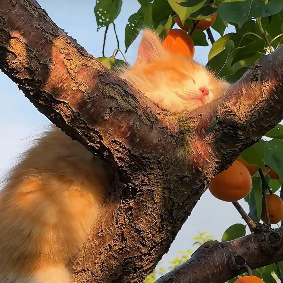 远 方 ོོོོོོ