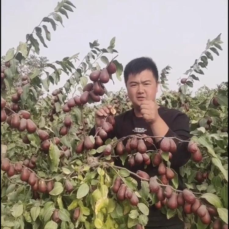 疆味果品（闫胖原生态和田大枣）