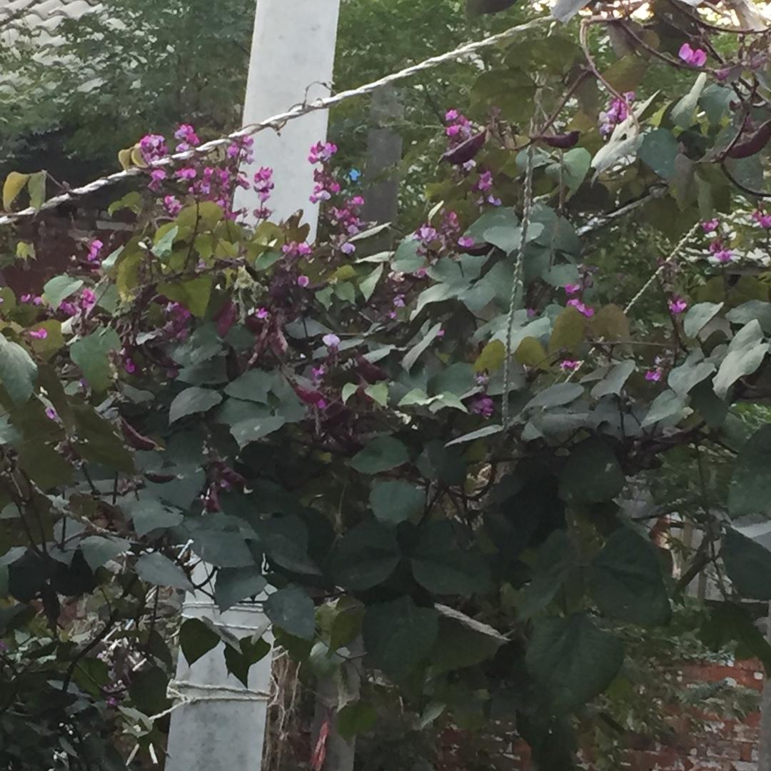 想出去走走