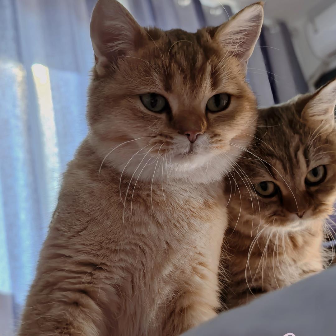 大福小可爱的甜心屋