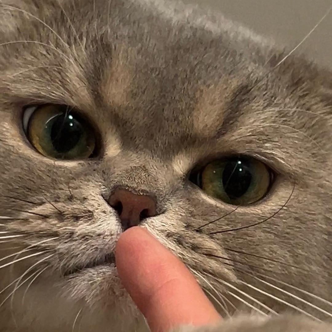 七七喵